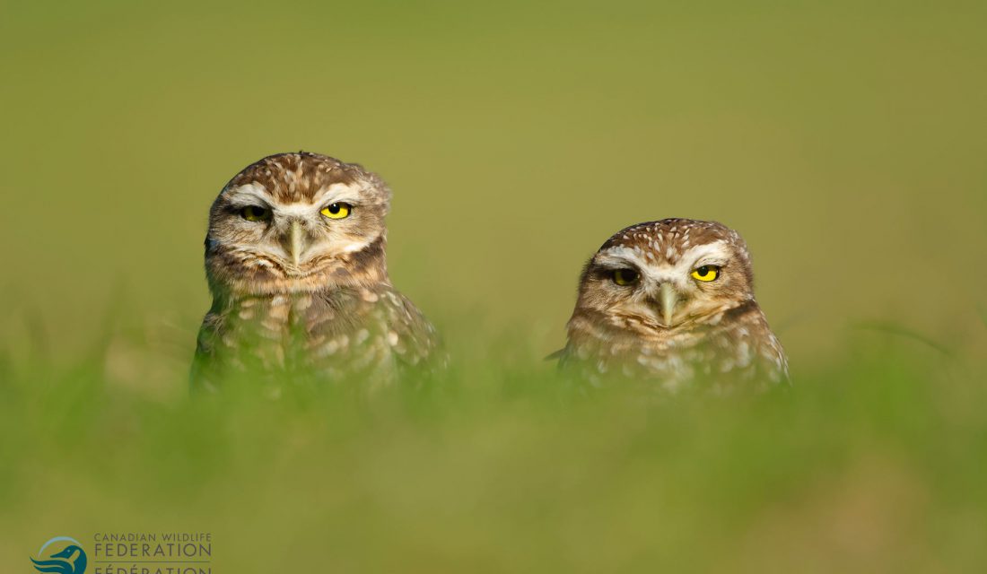 burrowing owl pair unamused
