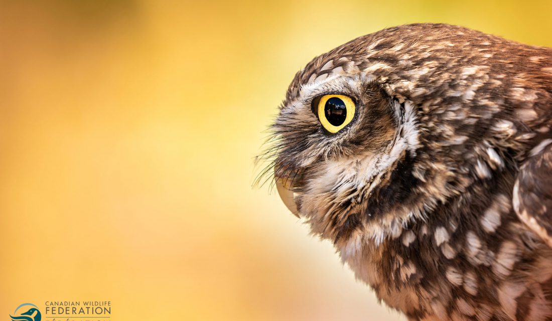 burrowing owl profile