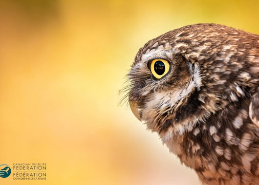 burrowing owl profile