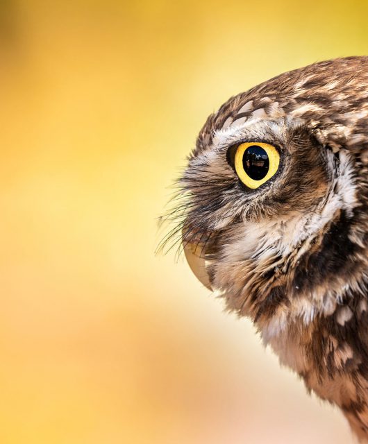 burrowing owl profile