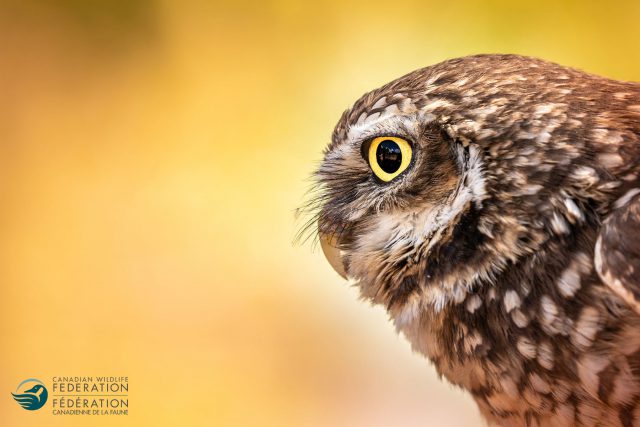 burrowing owl profile