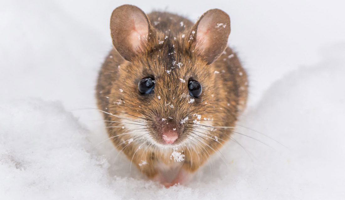 mouse snow