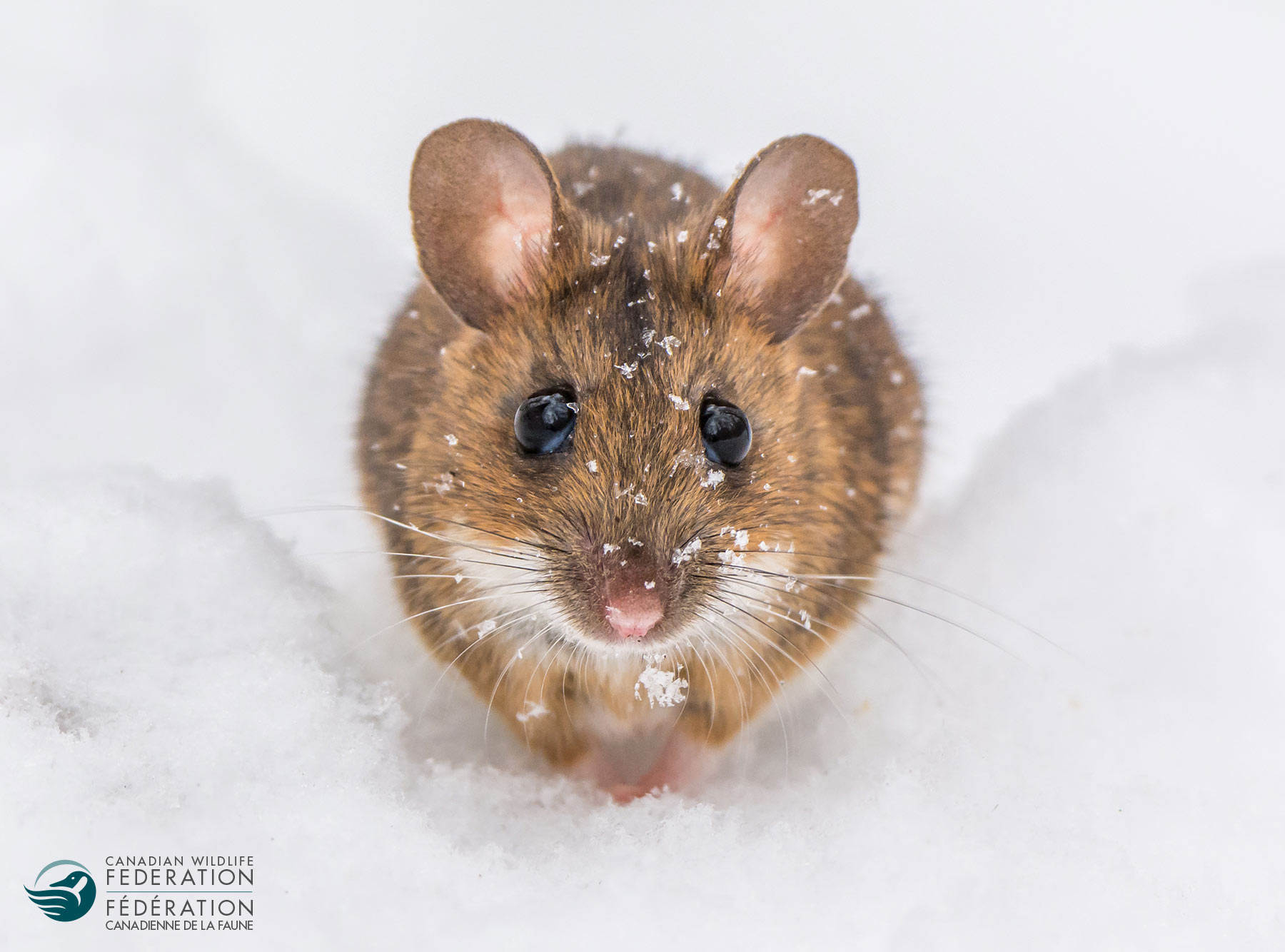 mouse-snow – Your Connection to Wildlife