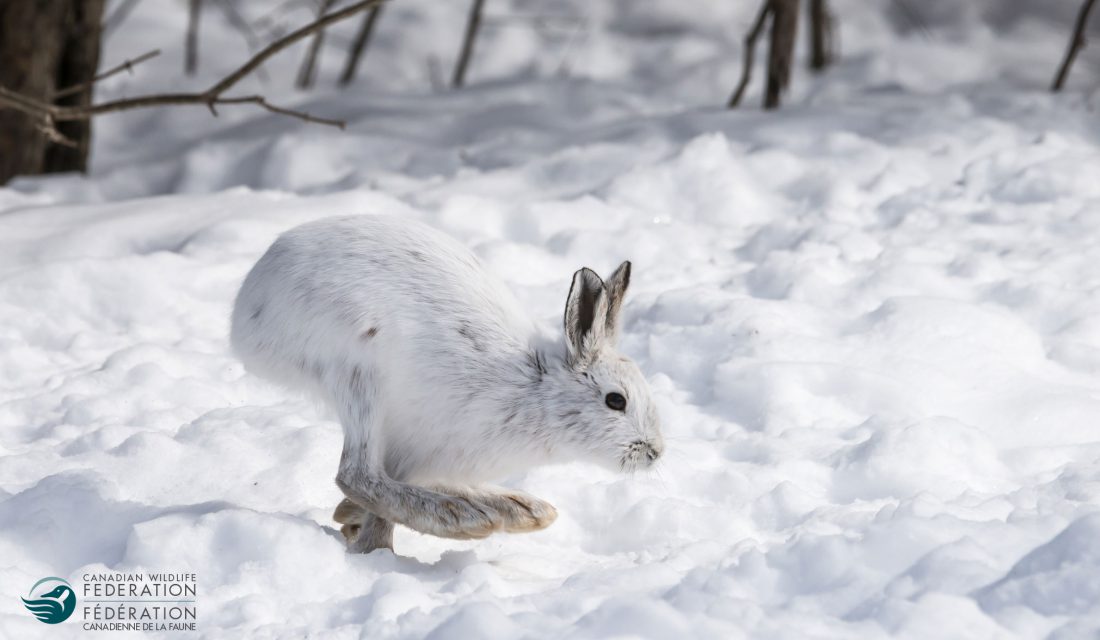 snowshow hare