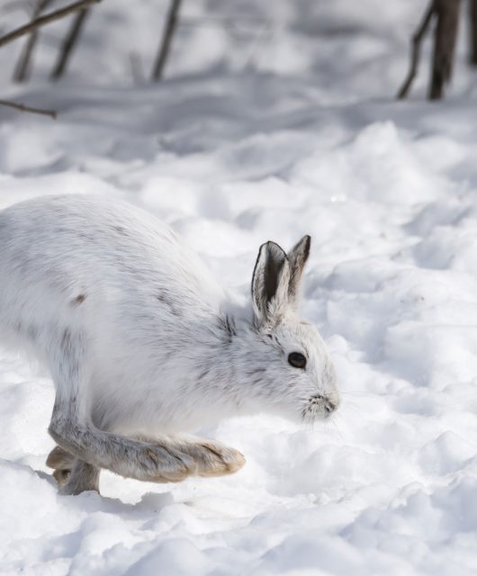 snowshow hare