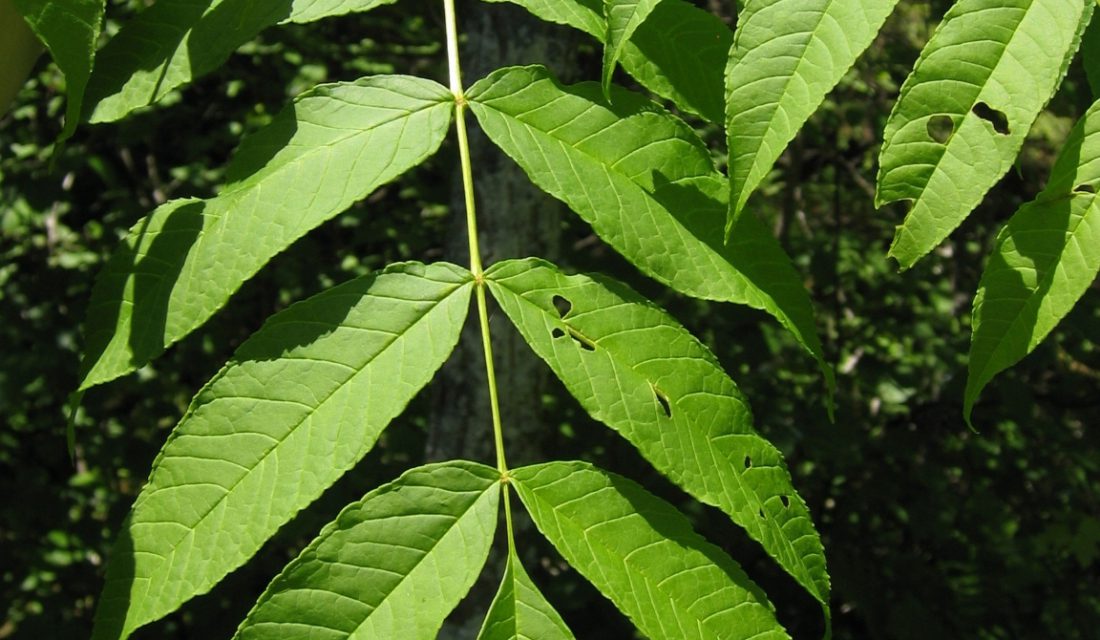 Black ash leaves