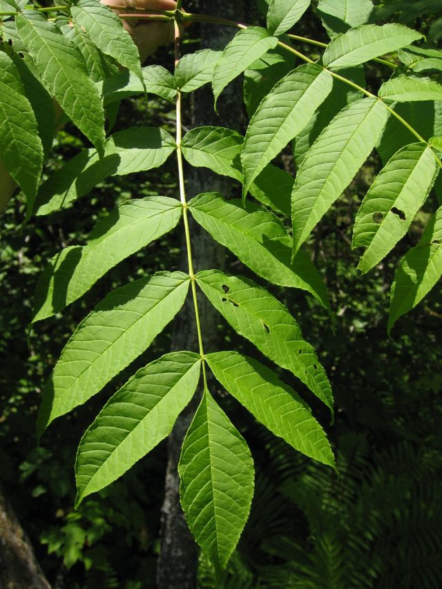 Black ash leaves