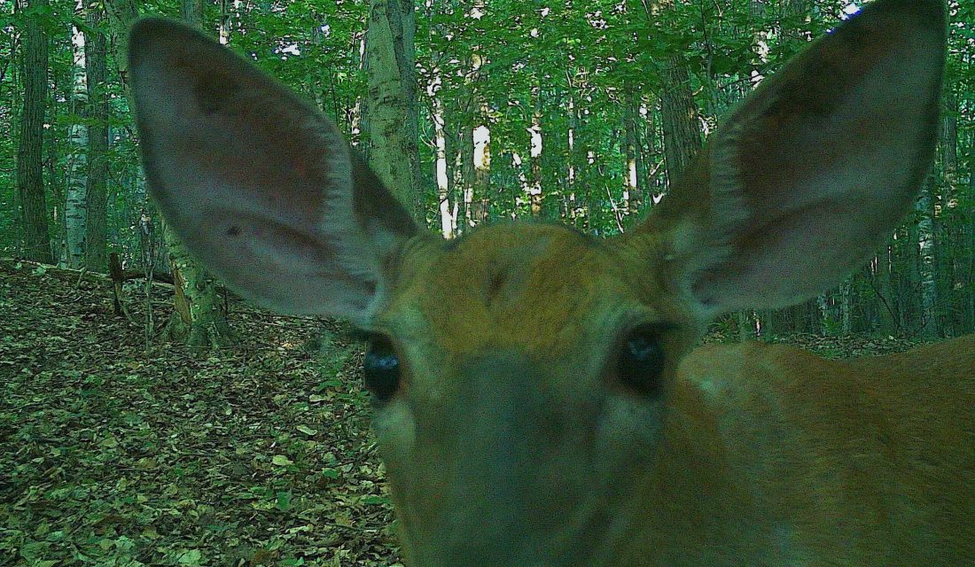  A deer inspecting on of our camera traps