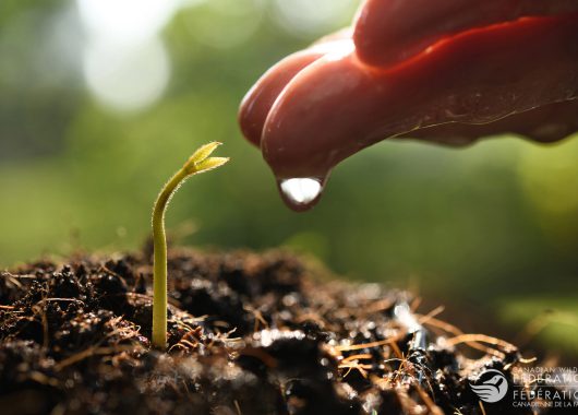 soil hand seedling water