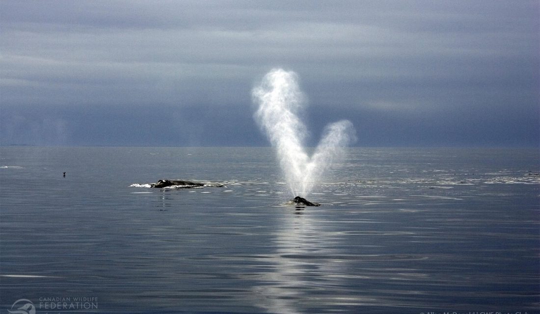 The distinctive v-shaped blow of the mother and calf North Atlantic Right Whale stands out against the steel-blue of the sea and sky. © Allan McDonald