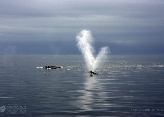 The distinctive v-shaped blow of the mother and calf North Atlantic Right Whale stands out against the steel-blue of the sea and sky. © Allan McDonald