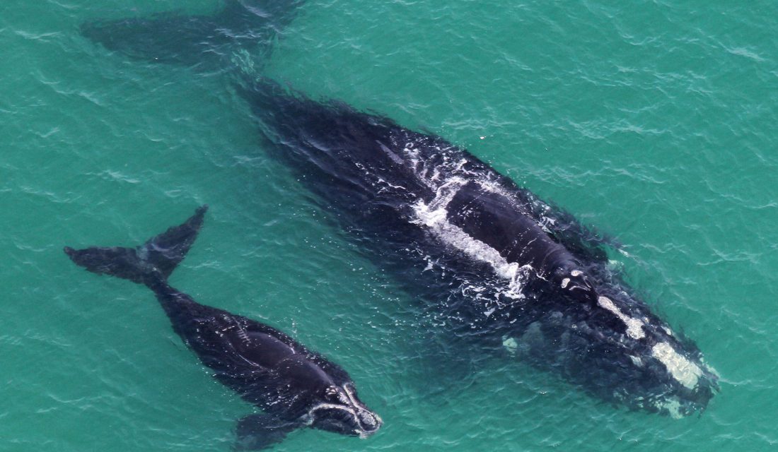 north atlantic right whale baby mom