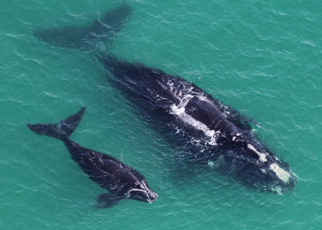 north atlantic right whale baby mom