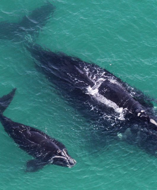 north atlantic right whale baby mom