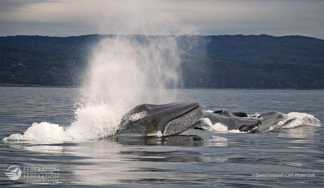 A trio of blue whales observed while showing an extraordinary and rare behavior. © David Gaspard | CWF Photo Club