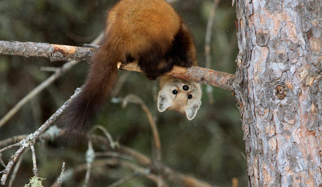 pine marten