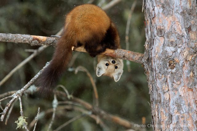pine marten