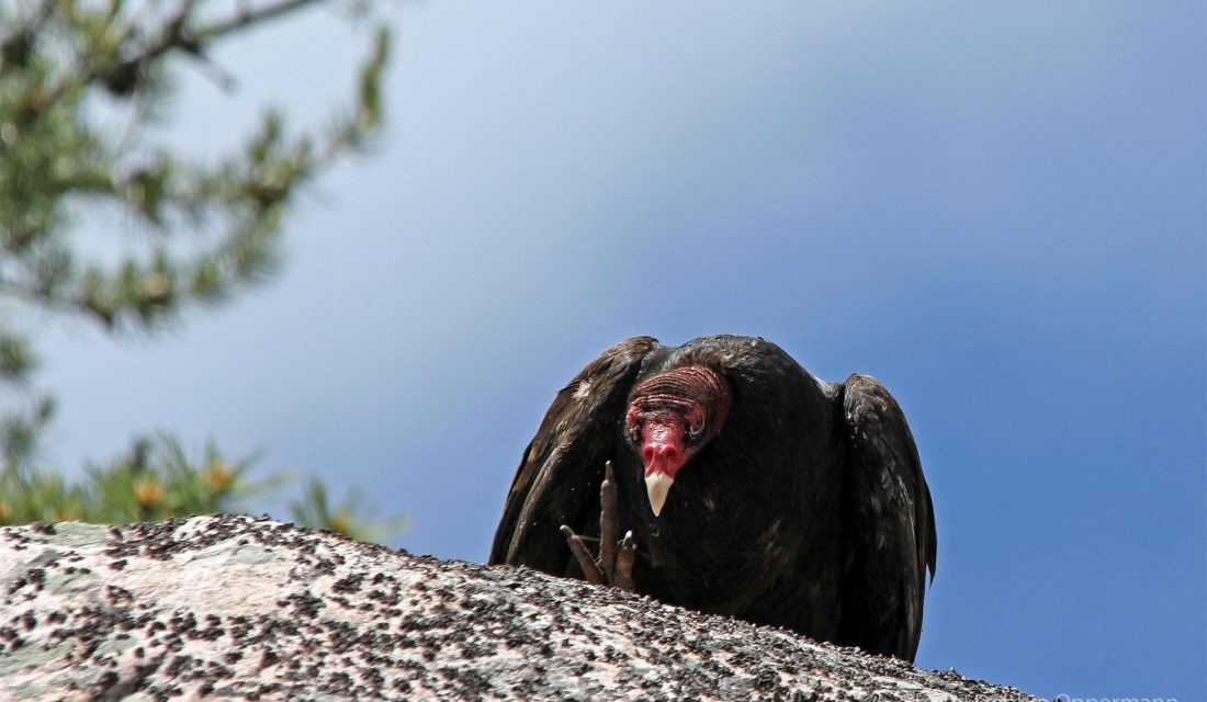 turkey vulture