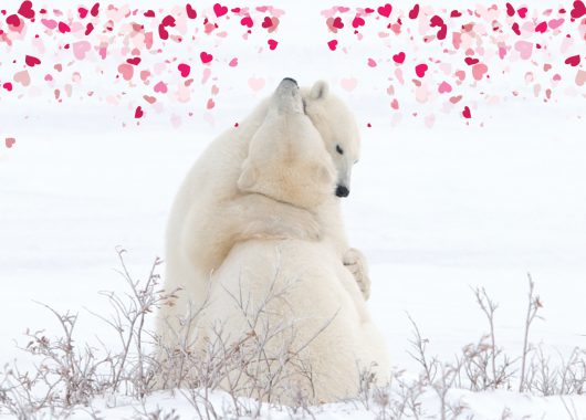 polar bears with hearts