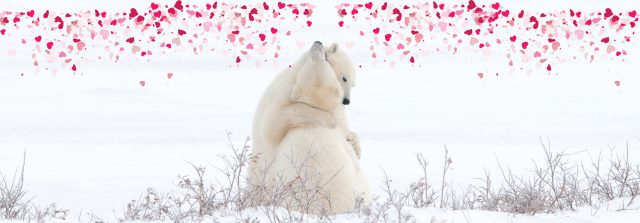 polar bears with hearts