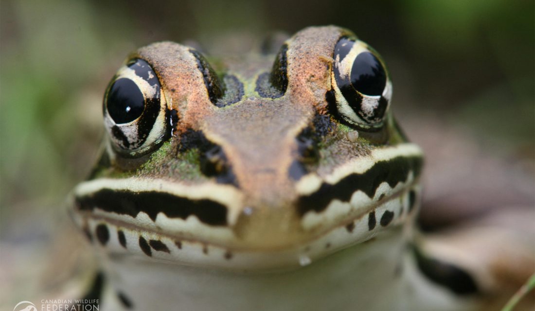 Leopard Frog @ David Neads