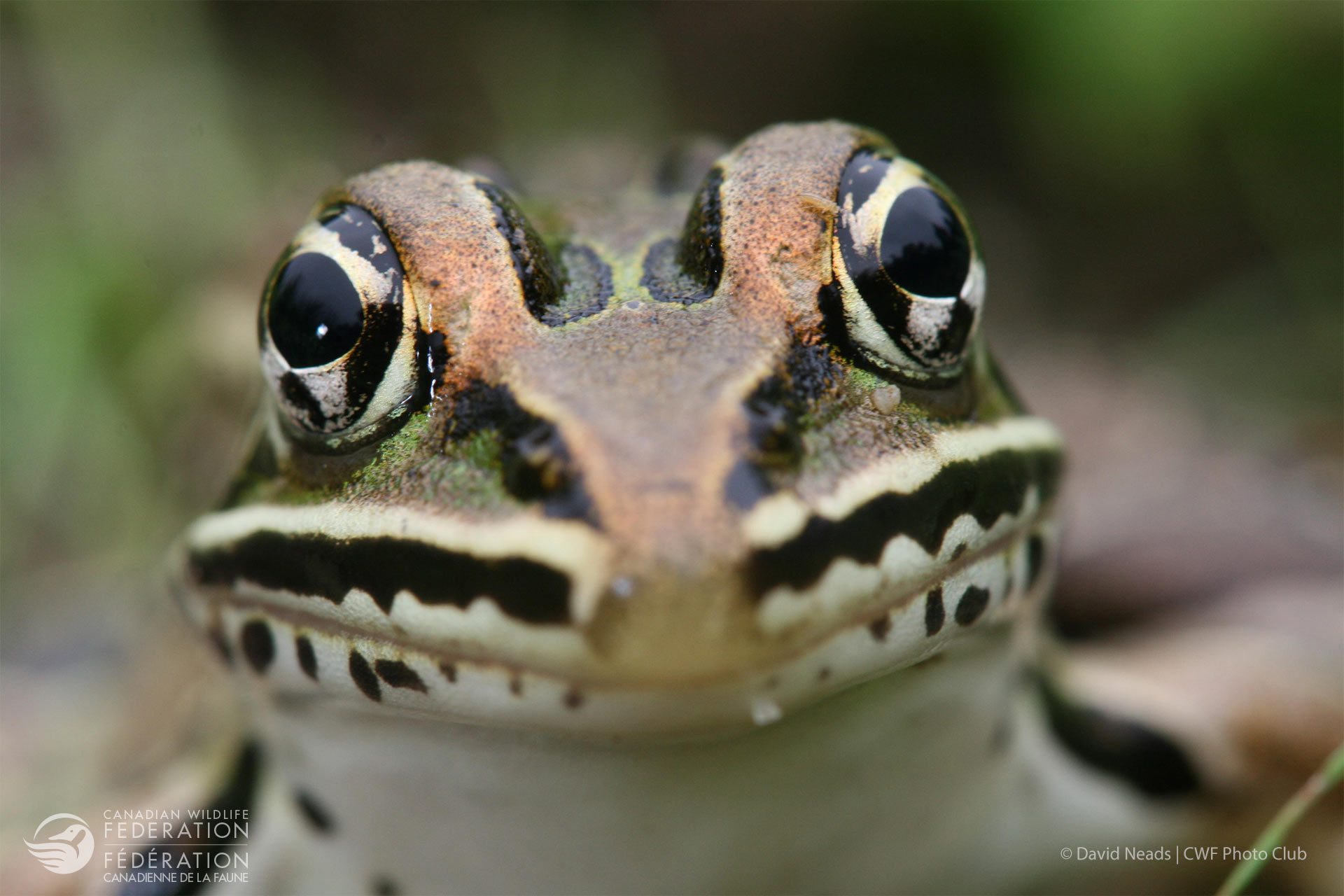 The Next Extinction Level Event — Is It Already Here?