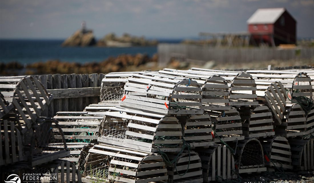 Lobster traps drying in the sun near Bonavista, NFLD. @ Megan Lorenz | CWF Photo Club