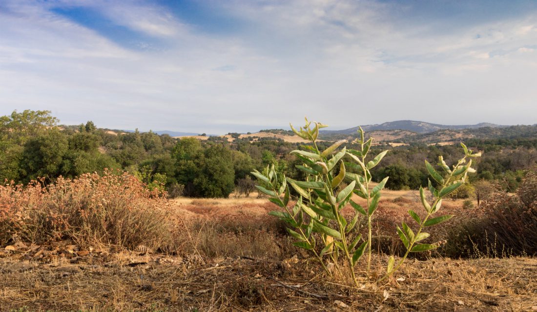 Monarchs breed on western species of milkweed as far north as Oregon and Idaho.