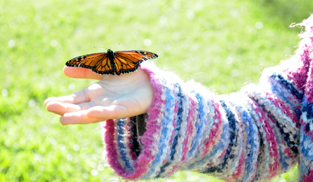 monarch-on-child-hand