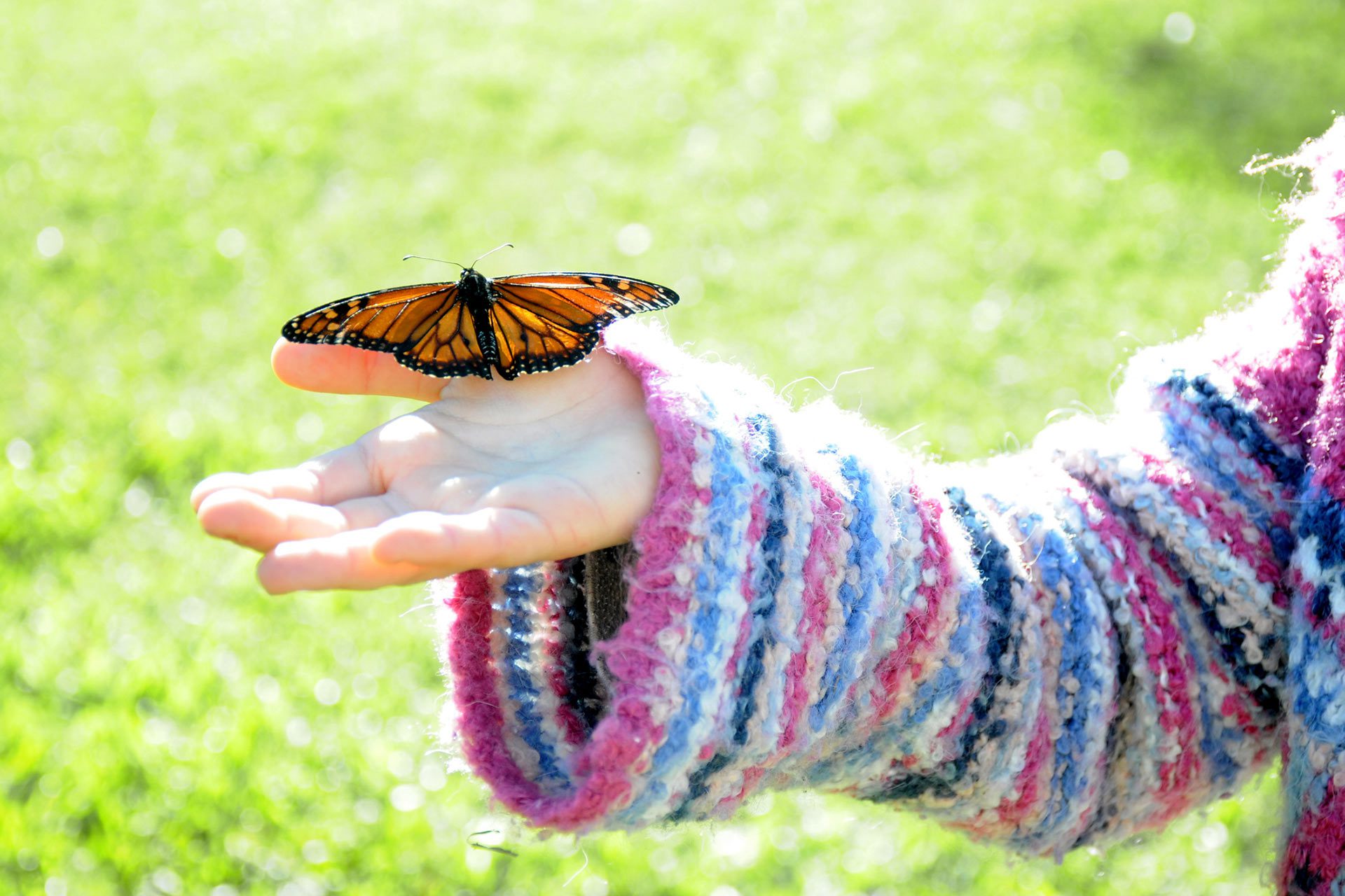 monarch butterfly on yellow flower