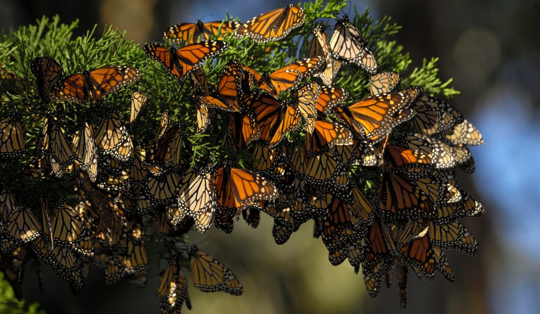 western monarchs california