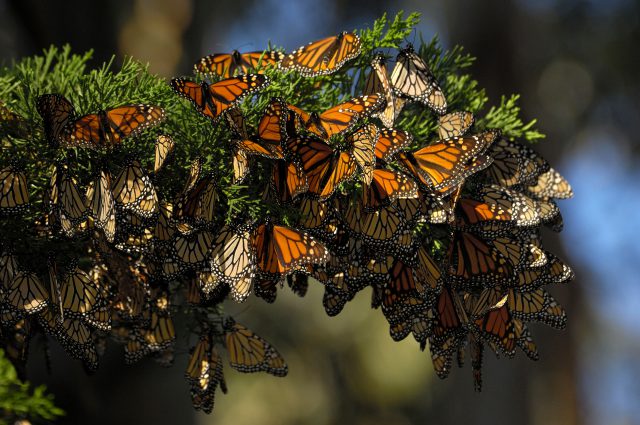 western monarchs california