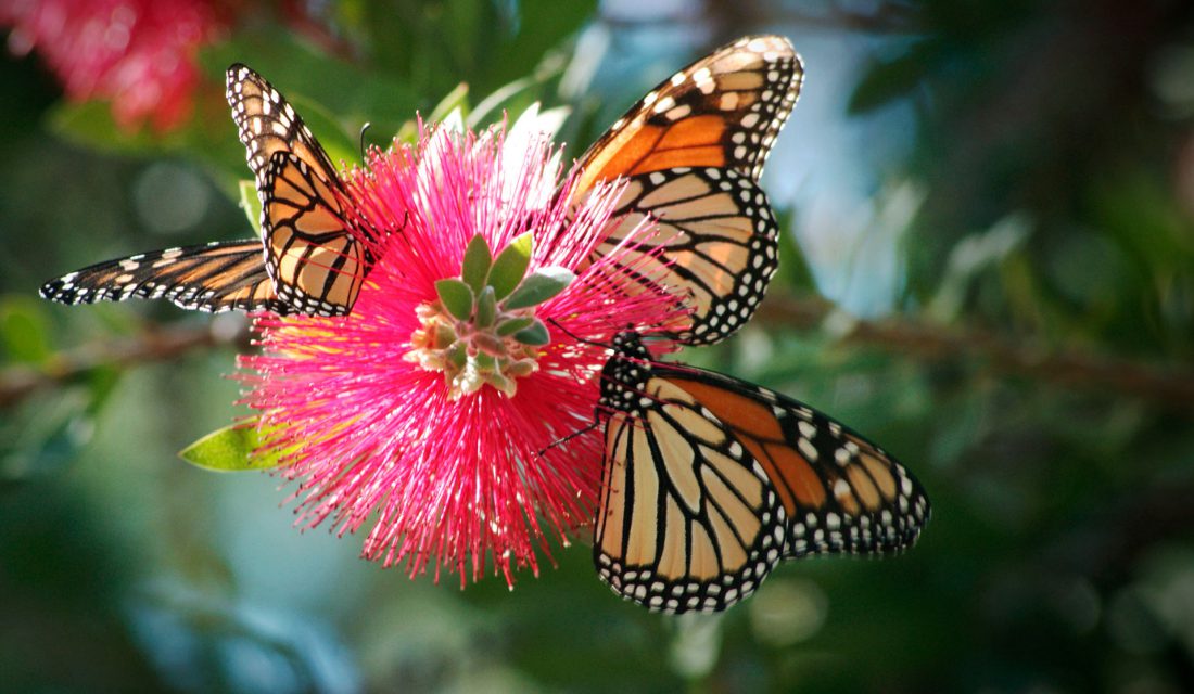 western monarchs on pink flower