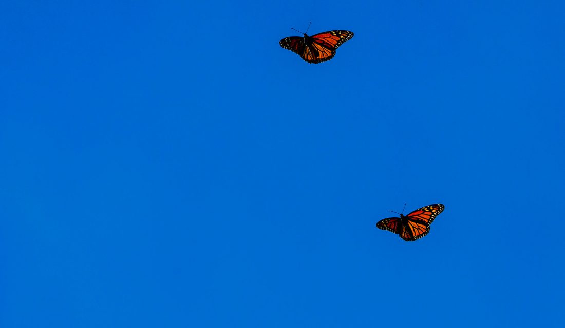 monarchs-flying-blue-sky