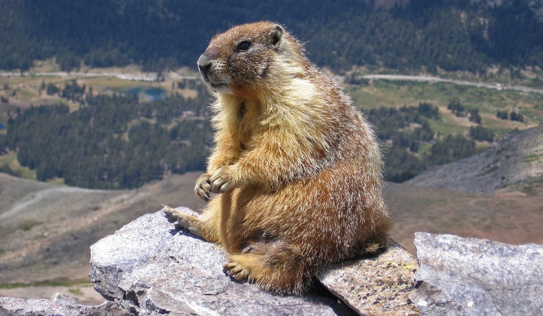 Vancouver Island Marmot