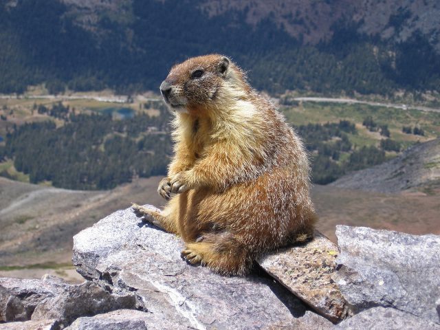 Vancouver Island Marmot