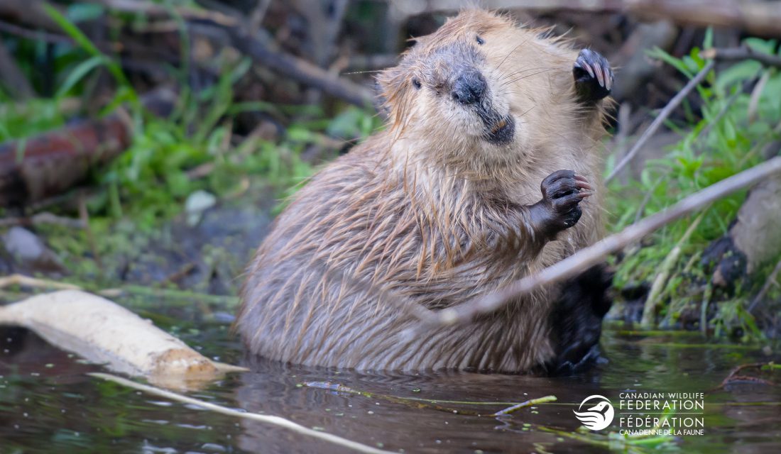 beaver