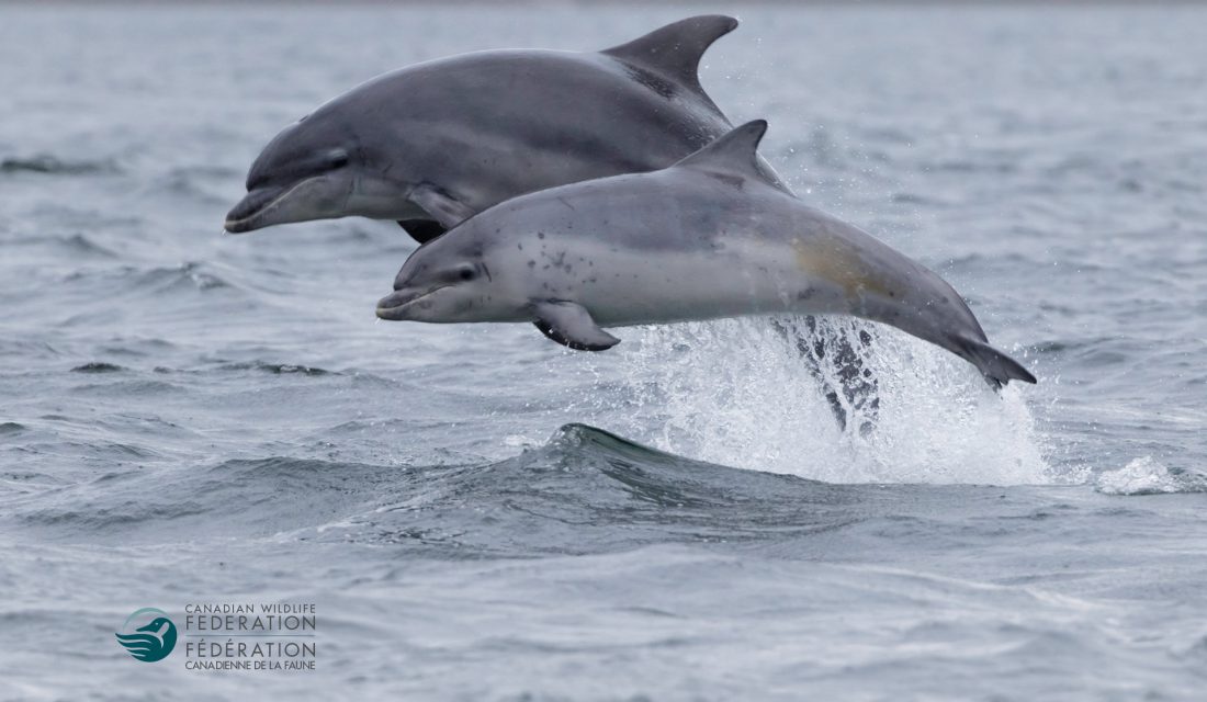 bottlenose dolphin