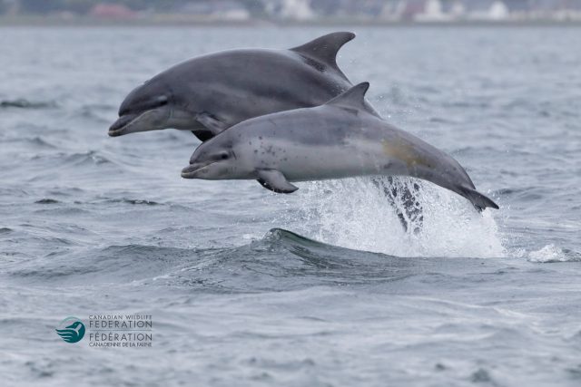 bottlenose dolphin