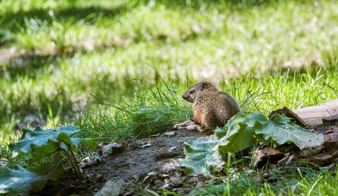 vole