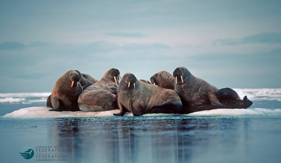 walrus ice floe arctic