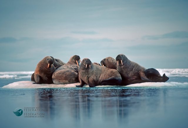 walrus ice floe arctic