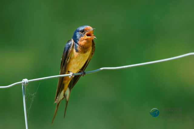 barn swallow