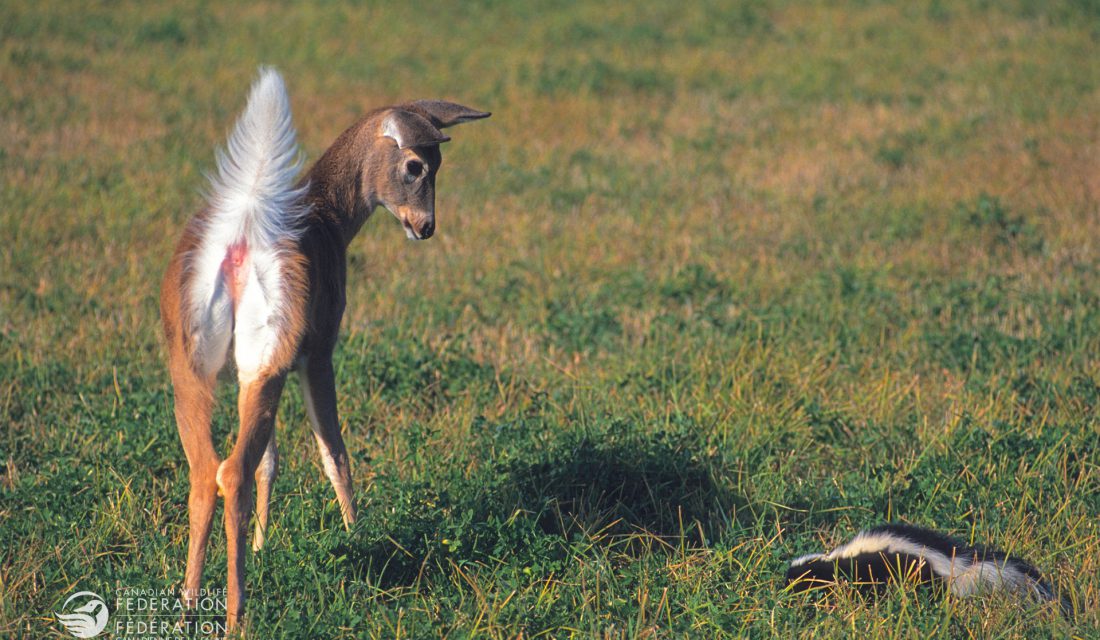 fawn deer and skunk