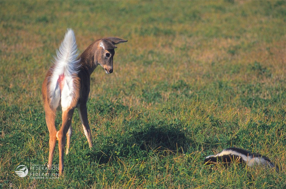 fawn deer and skunk