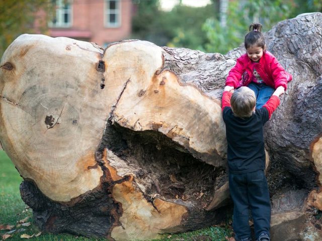 @ Bienenstock Natural Playgrounds