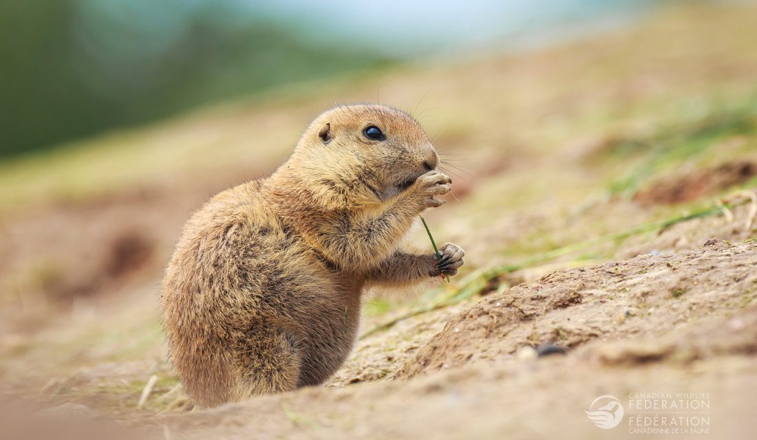 prairie dog