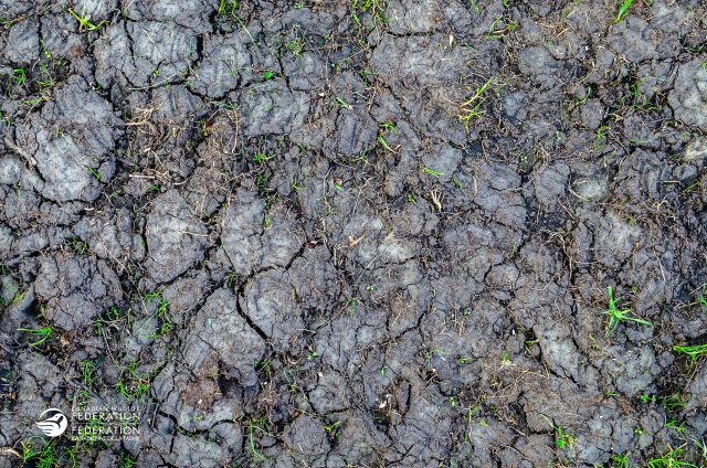 cracked soil