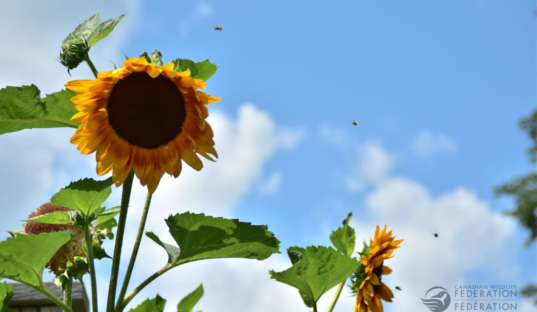 sunflower bees