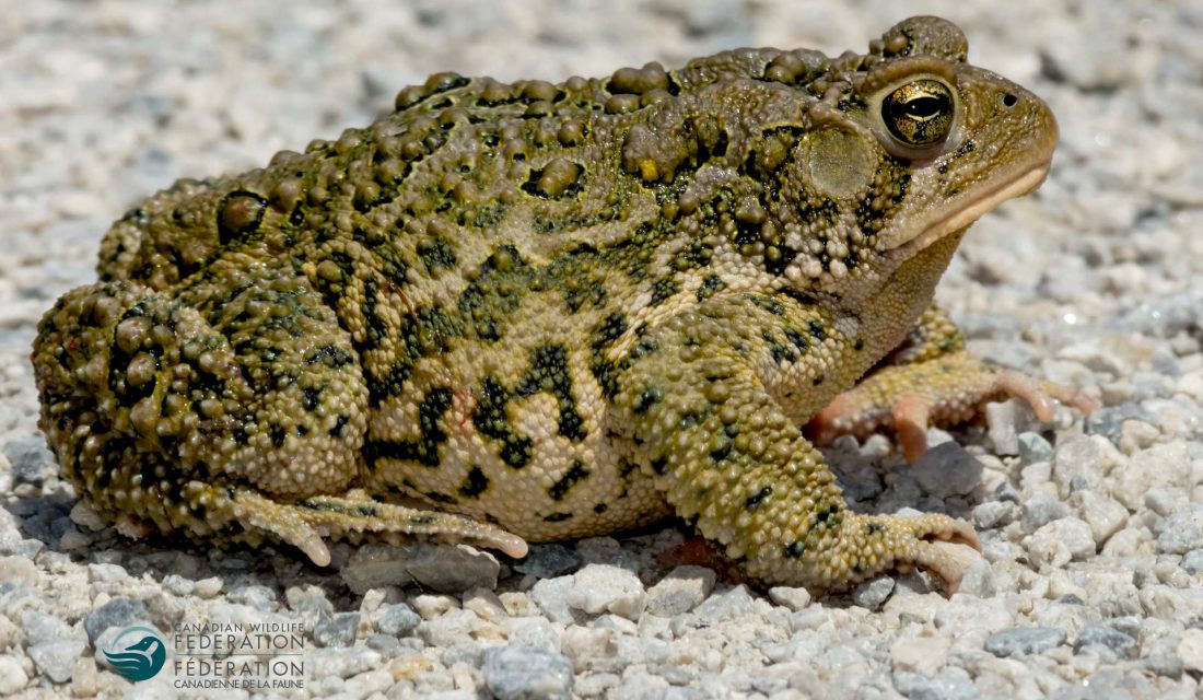 american toad